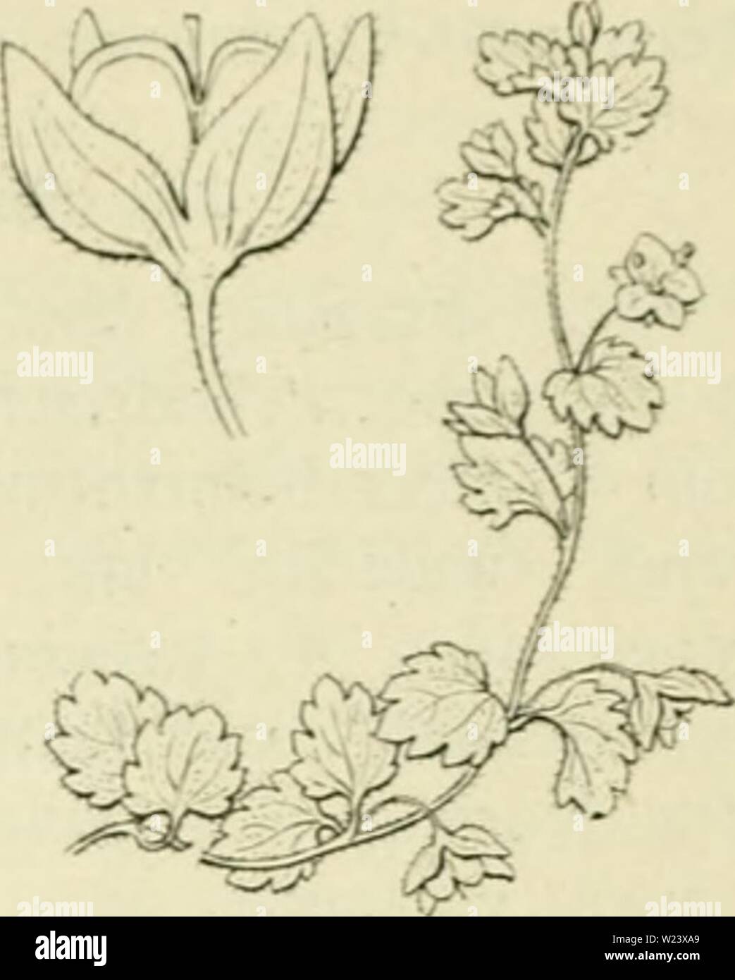 Immagine di archivio da pagina 188 di De flora van Nederland (1909-11). De flora van Nederland defloravannederl03heuk Anno: 1909-11. I-AMILIK 94. SCROPHULARIACEAE. 169 Veronica polita Fig. 205. De bloemen zijn klein, staan alleen in de bladoksels, opstelen, die korter di iets langer zijn dan de bladen, in wier oksels zij staan. Zij zijn ten slotte naar beneden gebot];en. De kelk heeft 4 razza eironde, eenigszins spitse, aan den voet weinig aangedrukt behaarde kelkslippen. De bloem- kroon è doncurblauw, zeldzamer wit zij è iets langer dan di evenlang als de kelk. De meel- draden zijn dicht bov Foto Stock