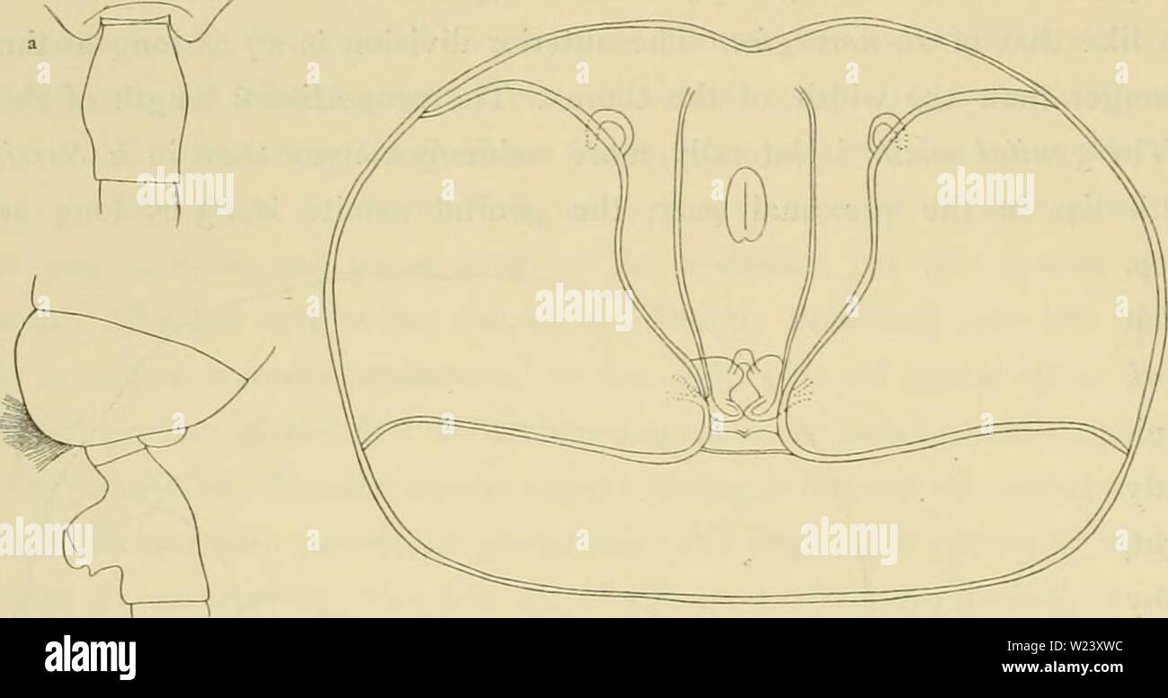 Immagine di archivio da pagina 189 del Ingolf-Expedition danese (1915). Il danese danishingolfexpe Ingolf-Expedition19150304ingo Anno: 1915 L82 COPEPODA Commento etc. Di questa specie la S/S Thor ha /g 1905 San 165 6o°oo L. N. io°35 I. W. preso una sola femmina mutilate. Questa specie è quasi relativi a E. Sarsi ma facilmente distinguibile per le dimensioni più piccole e dalla struttura del somite genitale, dal 9 setae nel Le della maxillulae e dal ben sviluppato Se ri ho pes I. 54. Euchaete Bradyi n. sp. (Pi. VI fig. 9 a; text-figure 53 a-b). Descrizione. vSize: 80 mm.; divisione anteriore 5- Foto Stock