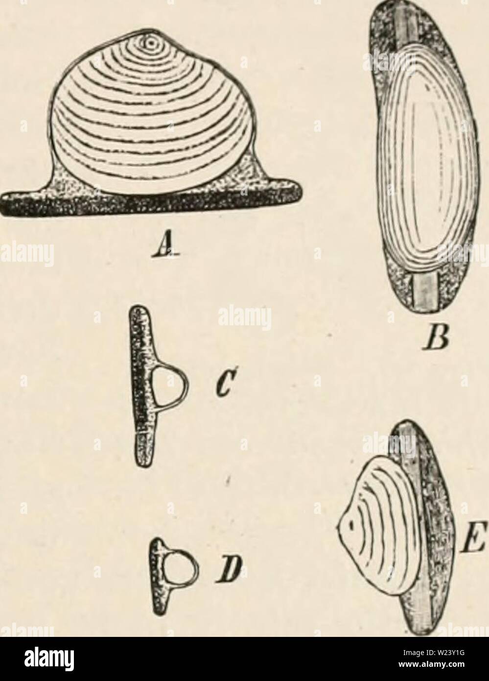 Immagine di archivio da pagina 190 di Das botanische praktikum, Anleitung zum Foto Stock