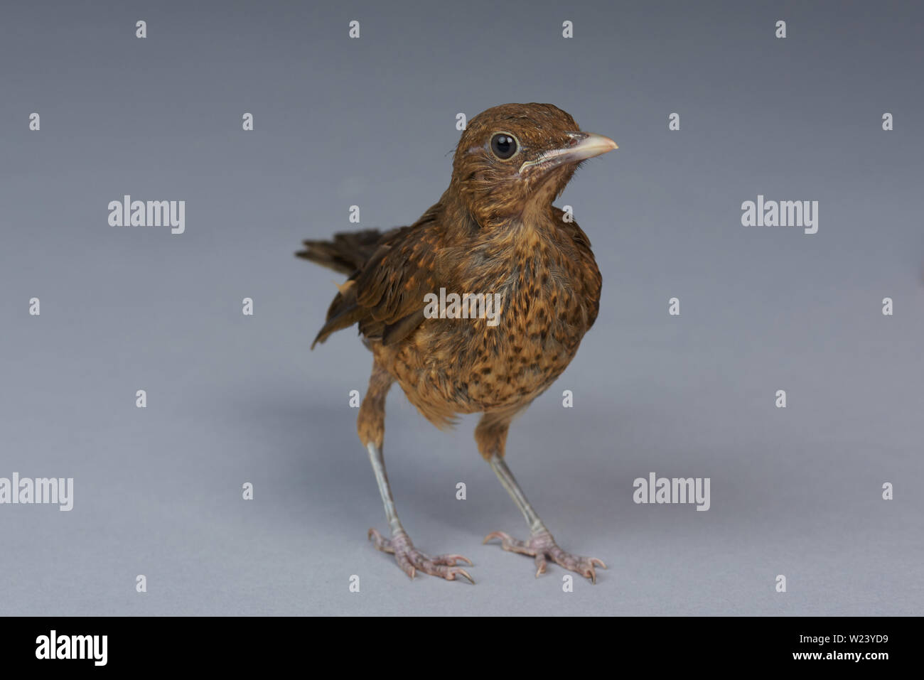 Piccolo uccello marrone stand su sfondo grigio Foto Stock