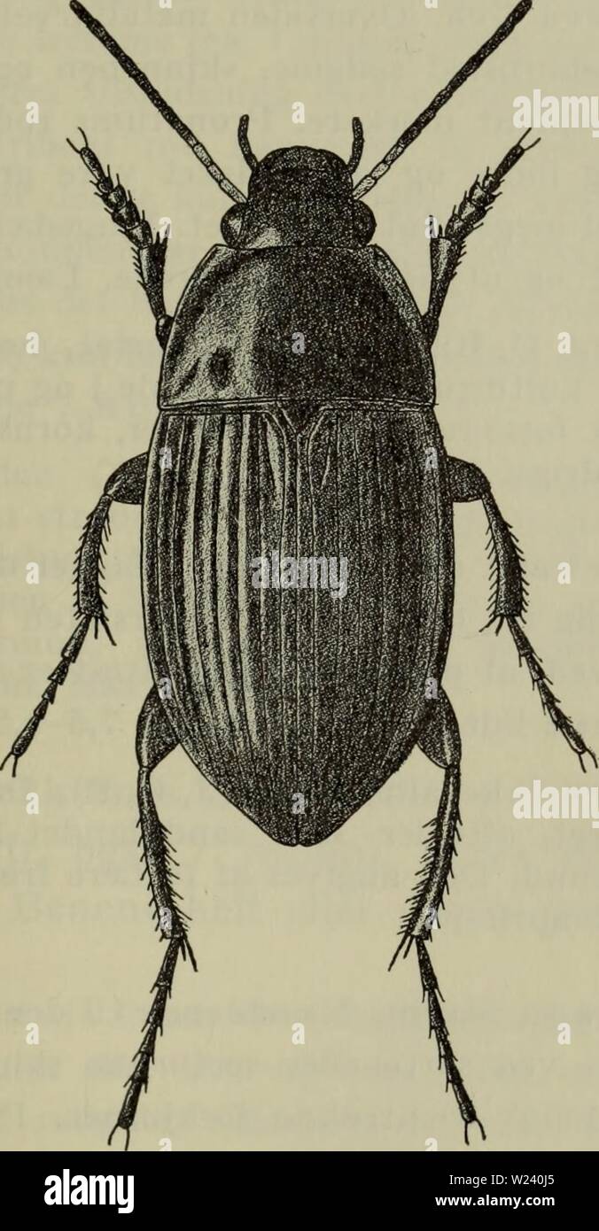 Immagine di archivio da pagina 194 di Danmarks fauna; illustrerede haandbøger oltre. Danmarks fauna; illustrerede haandbøger su den danske dyreverden.. danmarksfaunaill76dans l'anno: 1907 191 kun lidet hvaelvede formare og de bagtil staerkt tilspidsede vinge- daekker, striber hvis ikke er dybere ved spidsen. Oversiden metalfarvet, følehorn og ben sorte, 1.-3. og roden af 4. føle- hornsled rødgule. Pronotum meget bredere fine langt, roden Fig. 73. Amara eurynota cJ. x 5. på hver side med en dyb indre og en udvisket ydre grube, ho reglen upunkteret. Striber Yingedaekkernes kun yderst fint og utydeligt punkt Foto Stock