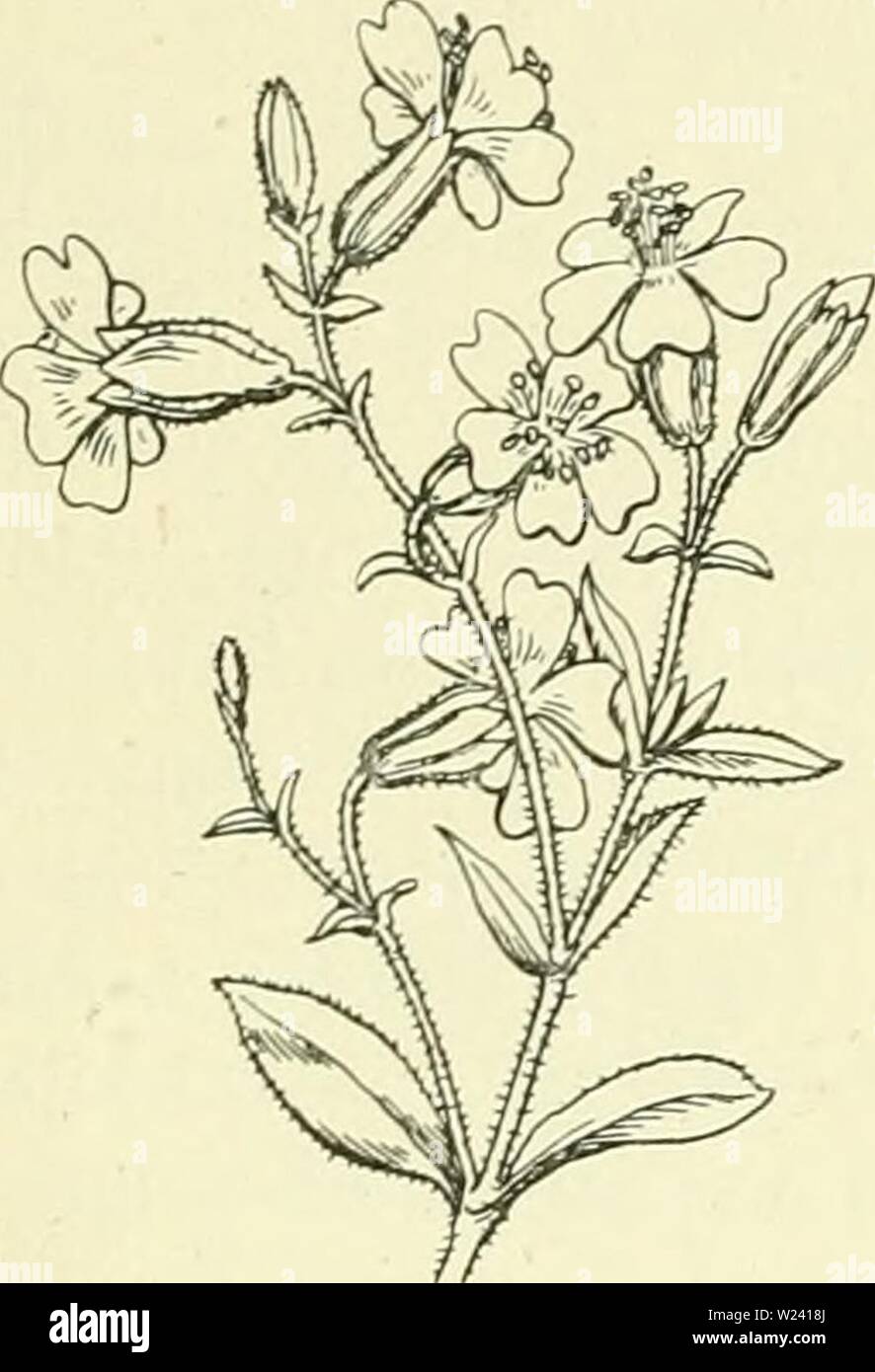 Immagine di archivio da pagina 195 di De flora van Nederland (1909-11). De flora van Nederland defloravannederl02heuk Anno: 1909-11. 166 - CARYOPHYLLACEAE. - FAMILIE 32. nerven min di meer borstelig behaard. De kroonbladen hebben een tot over het midden ingesneden plaat en schubben aan de chiglia. De doosvrucht springt incontrato 6 breede, spitse tanden aperta, sia porta den kelk omsloten en heeft een zeer korten vruchtdrager. De zaden zijn platbol, knobbelig. O. 2-10 dM. Juli, Augusto. Voorkomen in Europa en in Nederland. De impianto komt aan randen van wegen en op bouwland in Zuidoost-Europa voor en è bij ons un Foto Stock