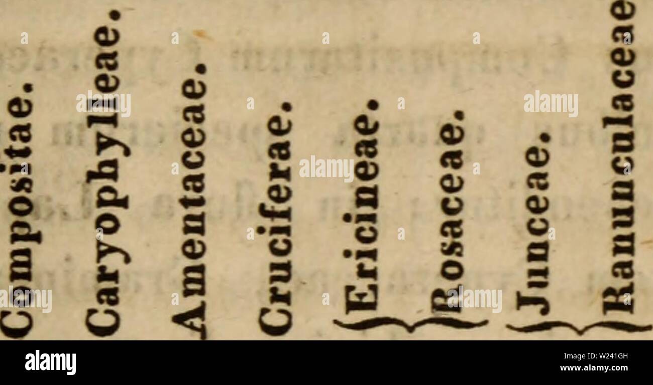 Immagine di archivio da pagina 196 del De plantis Labradoricis libri tres. De plantis Labradoricis. Libri Tres deplantis00meye Anno: 1830 177 sed diversos diversis floris quasi characterem im- pingere. Nam si ita ponuntur, ut quisque reliquos uumero specierum superat, sequentes oriuntur serie: excellunt specierum numero 2 s • " o £ o &LT;b 3 •S S. S à U M K o c ® o (8 •- 0" #fl S 9 • "5 o un •• 0&GT; o JS S &LT;B cc h o co o " • . ® S .• " g O . " " O&GT; £ " -3 S o) un&GT; " F5 o) s s •£ O "$ "8 E fl o s 2 S S A A s £• o § o&GT; "3 § e- S s g 2 S S Q " 5 & " iLJL. Foto Stock