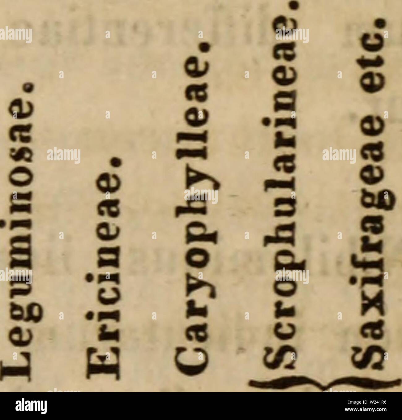 Immagine di archivio da pagina 196 del De plantis Labradoricis libri tres. De plantis Labradoricis. Libri Tres deplantis00meye Anno: 1830 Â® O (8 â ¢- 0â" #fl S 9 â ¢ Â"5 o una â¢â ¢ 0&GT; o JS S &LT;B cc h o co o â â"¢ . Â® S .â ¢ â" g O . Â Â" o&GT; Â£ Â" -3 S o) un&GT; Â" f5 o) s S â¢Â£ O Â"$ Â"8 e fl o s 2 S S A A s â€â ¢ o Â§ o&GT; "3 Â§'e- S s g 2 S S Q Â" 5 & Â" iLJL. Â"4 O CO ' Â"0 a&GT; o K è â ¢ O . 2 S 00 . &Lt; Â"0 Â"O nj o â ¢ &LT;J? . Â¢Â" a 0 &LT;8 O .S m f$ -Â" Qj &LT;8 â m o Â"2 Â" 2 &LT;8 â ¢ â ¢ un 5 o H .S 2 3 a un Â Â" .Z - o o 5 ,. w c sj tf Q&GT; â ¢ o&GT; â â ffl &l Foto Stock