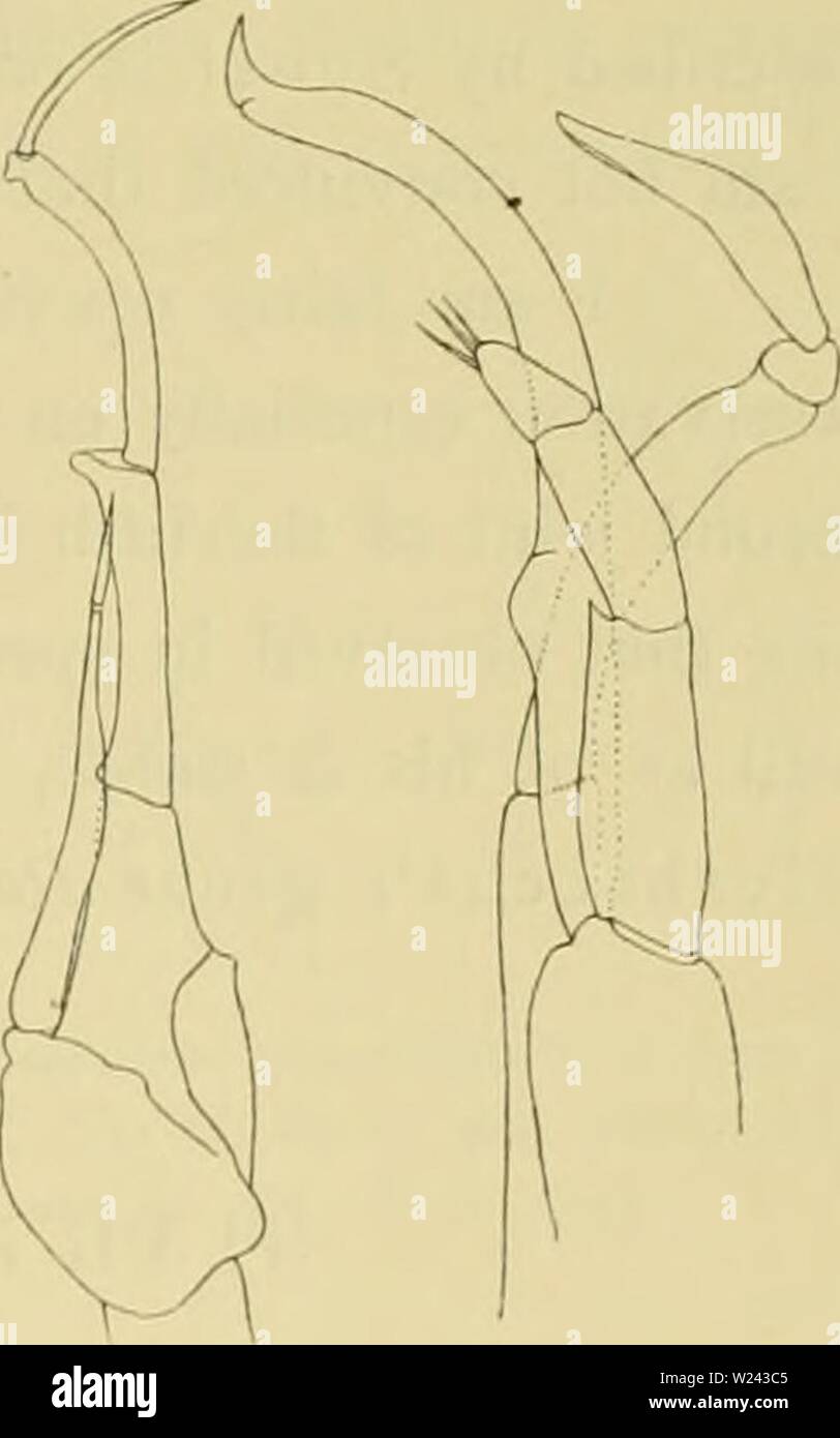 Immagine di archivio da pagina 200 del Ingolf-Expedition danese (1915). Il danese danishingolfexpe Ingolf-Expedition19150304ingo Anno: 1915 COPEPODA 193 Descrizione, f ?. Dimensione dei campioni da Ingolf San 105 era 2-23 mm; divisione anteriore i-66 mm.; urosome 057 mm. La Sars" campione misurato a malapena 2 mm.; Farran's 2'3 â2-5 mm. La forma del corpo è poco diverso da Sars" figure; le appendici, nella misura in cui essi sono stati esaminati nel singolo campione mutilati, erano scarceh- diverse; posteriormente, in prossimità della estremità del secondo segmento esterno del tlie prima coppia di gambe, una fila trasversale di sho Foto Stock