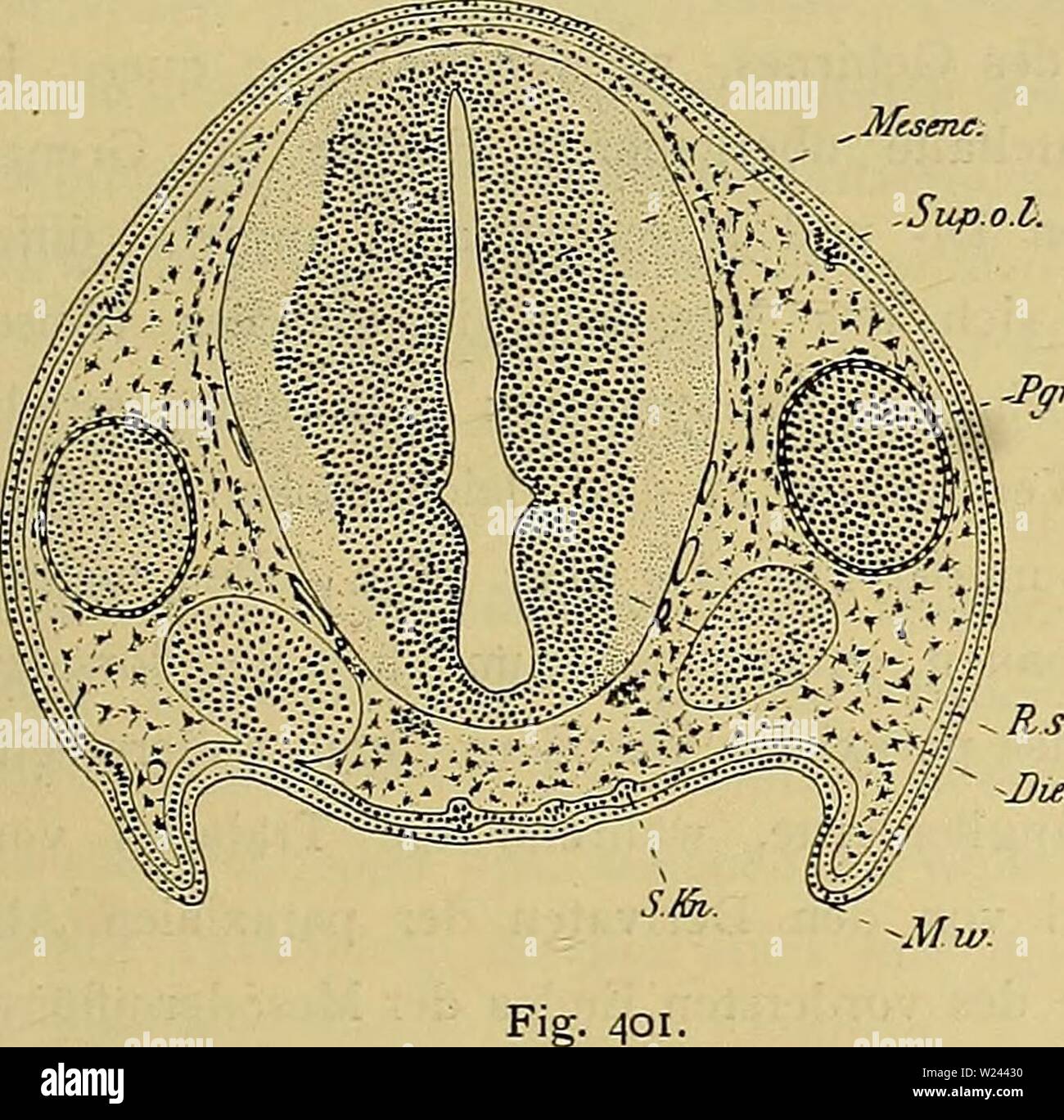 Immagine di archivio da pagina 202 di Denkschriften der Medicinisch-Naturwissenschaftlichen Gesellschaft zu. Denkschriften der Medicinisch-Naturwissenschaftlichen Gesellschaft zu Jena denkschriftender47medi Anno: 1879 467 Entwicklungsgeschichte des Kopfes und des Blutgefässsystems von Ceratodus forsteri. 1127 engung durch das dominirende Vorderhirn auch medialwärts Vorwölbungen, zwischen denen noch die Trabekelcommissur vorreicht. Das Epithel der Riechsäcke geht allmählich in die Sinnesschichte der Körperdecke über. Ein 100 /.Ho caudale weiter durch den hinteren Pol der Riechsäcke und den vorderen Po Foto Stock