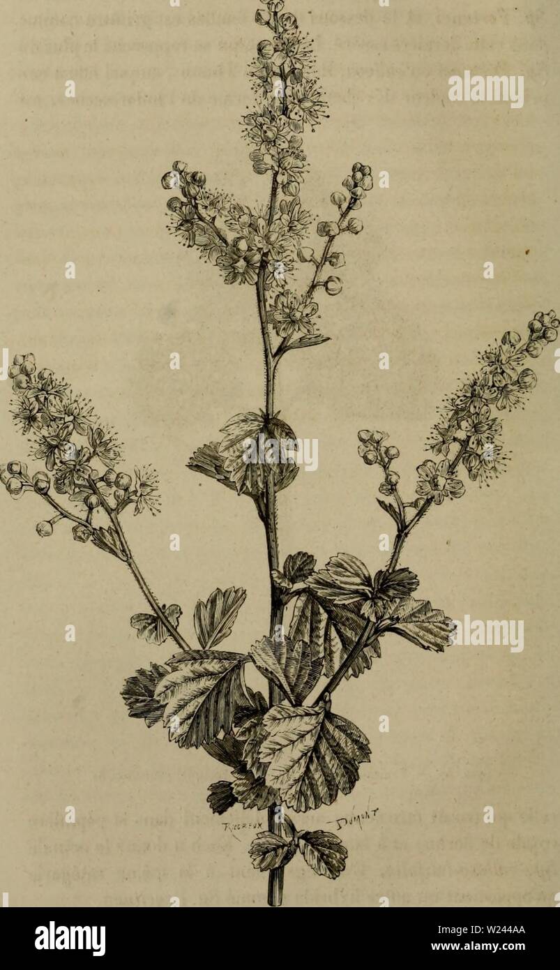 Immagine di archivio da pagina 203 di De la fécondation naturelle et. De la fécondation naturelle et artificielle des Végétaux et de l'ibridazione, considérée dans ses Rapports Avec l'orticoltura, l'agriculture et la silvicoltura, contenant les moyens pratiques d'opérer l'ibridazione et de créer facilement des variétés nouvelles delafcondation1862leco Anno: 1862 174 FÊCOlNDATIUN NATURELLE ET ARTIFICIELLE. Grav. 47. - Spiraea Boursierii au dixième de grandeur naturelle. Foto Stock