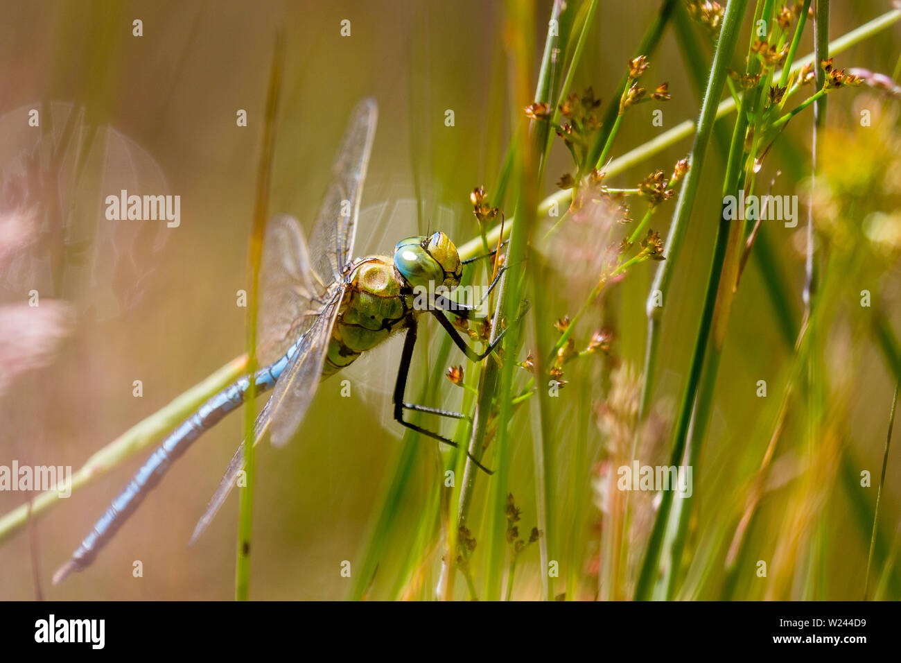Maschio a forma di libellula imperatore crogiolarsi sotto un sole estivo in Galles centrale Foto Stock