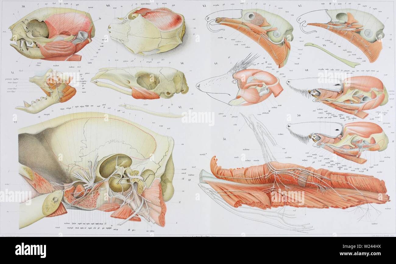 Immagine di archivio da pagina 204 di Denkschriften der Medicinisch-Naturwissenschaftlichen Gesellschaft zu. Denkschriften der Medicinisch-Naturwissenschaftlichen Gesellschaft zu Jena denkschriftender6208medi Anno: 1879 Schuhnan, ho ile ;-r Monotremen. JEN. DENKSCHRIFTEN Bd.VI.2. Semon, , Bd. DI. 2 Taf IAH ho LV1II Verlag v Gustav Fischer, Jena, i9-k,5'ho Choloepus hoffmanni-t hl Choloepus didactylus ; 'I3 5 T&mandua tetradactgla,. 'Ili."tl Manis j'avanica, 'tSErieulus setosus, 9,50 Crossopus fodiens. Foto Stock