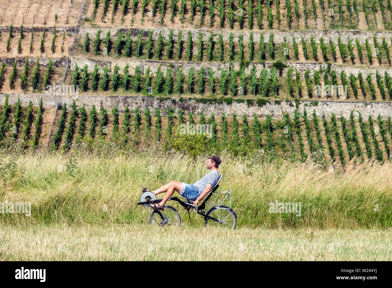 Uomo in bicicletta supina giro lungo il fiume Elba vicino Dresda, vigneti, file sulle pendici meridionali, Germania, Europa Foto Stock