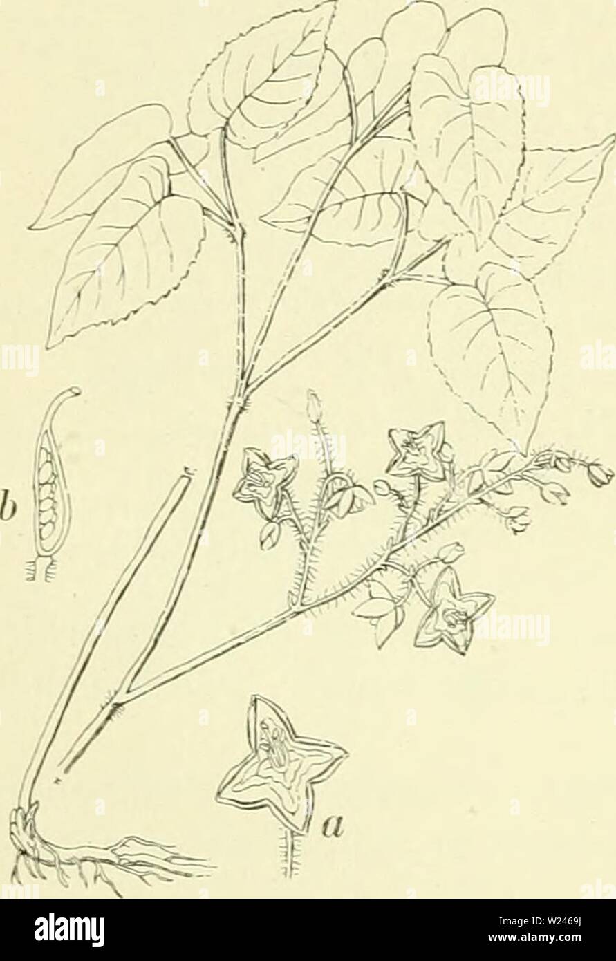 Immagine di archivio da pagina 209 di De flora van Nederland (1909-11). De flora van Nederland defloravannederl02heuk Anno: 1909-11. 180 RANUNCULACEAE. FAMILIE 35. Europa, doch wordt ook vaak in tuinen en perken en ook in heggen aan- geplant. In ons land komt de Berberis in bosschen voor, doch meer in duinvalleien. Daar wordt zij nog al eens aangetroffen en komt standplaats haar goed genoeg overeen met de genoemde straks zonnige heuvels, om te mogen vermoeden, dat zij een natuurlijke è. Ook komt zij nog al op perdita in Z.-Limburg voor. Enkele andere vindplaatsen wijzen op er, dat daar verwil- derde Foto Stock