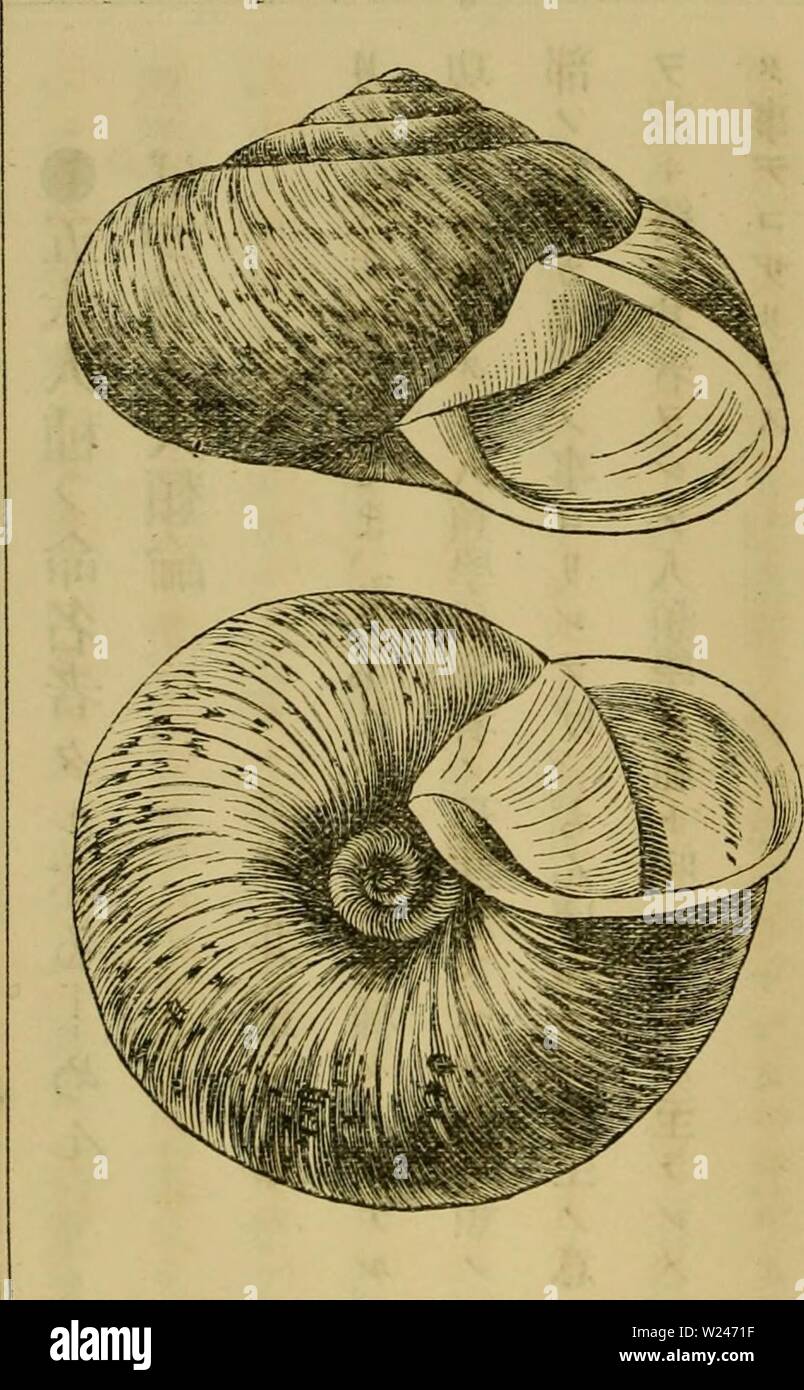 Immagine di archivio da pagina 211 di Dbutsugaku zasshi (1889) Foto Stock