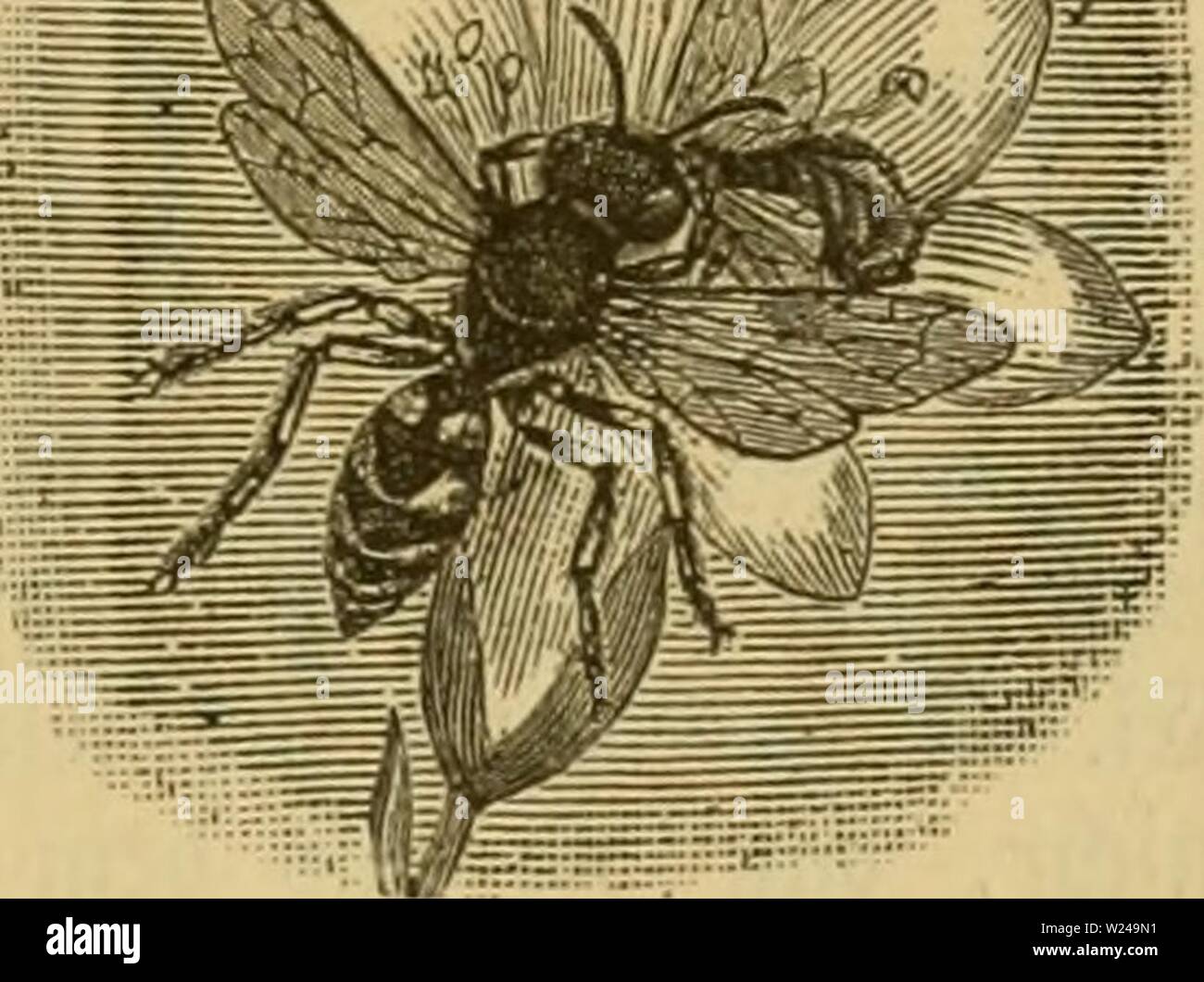 Immagine di archivio da pagina 220 di Das Buch von der biene. Das Buch von der biene dasbuchvonderbie00witz Anno: 1898 .5(5. S)er iöieneniüolf 59 57 S)er Sötenenwolf im Suge im- Angriff auf eine 93iene. 5tenner f)ier fpred)en. ®§ ift bie§ Dr. SB. $eJ3. ®erfelbe fd)reibt in feinem üortreffüd)en 93üd)Iein: "2)ie ?}einbe ber iene', annoüer bei G;ol)en, rei§ 2,50 .Jl., fotgenbe§: "ber SBenn aufmerffame Sienenjüditer feinen S3ienen beim (Sinfammeln essere§ §§ Dnig jufieljt, bann mirb guraeiten er eine im Seobad unliebfame)tung mad)en. (Sine fteine mittelgroß äöefpe ftürät fic plöfetid) auf eine in einem tüte Foto Stock