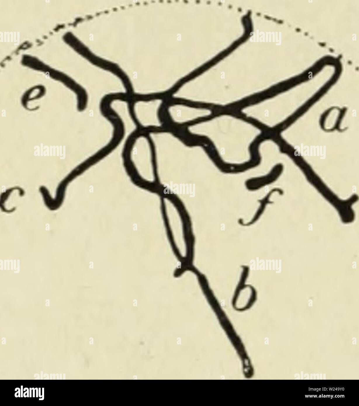 Immagine di archivio da pagina 221 di citologia, con speciale riferimento a. Citologia, con speciale riferimento al nucleo metazoan cytologywithspec00agar 0 Anno: 1920 206 CITOLOGIA CHAP. ciclo rispetto a quanto si trova in Metazoa dove, ad eccezione di alcuni casi di partenogenesi la fase aploide è rappresentato da un massimo di due generazioni di cella (p. 214). Una simile considerazione del ciclo nucleare del Diplo Gregarine- cystis schneideri è dato dagli stessi autori (loc. cit.). Il terzo principale modalità di moltiplicazione nucleare in protisti- dall'intermediazione B Foto Stock