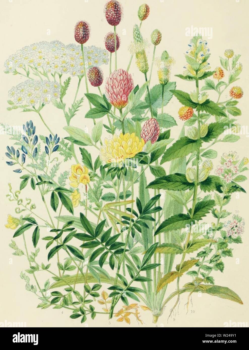Immagine di archivio da pagina 221 di allevamento di animali da latte essendo l. Allevamento di animali da latte : essendo la teoria, pratica e metodi di dairying dairyfarmingbein00shel Anno: 1880 piastra 2.-piante leguminose e piante infestanti. X.-TrifJiiim mi'limn (Mejiilow (Jlover o trifoglio a zig-zag). 2.-Ti'I/otui"ho proi-niiiheiis (Hon) di trifoglio. 3.-Mciliiiiijo sntiru (erba medica). 4.-Lotus coriiicuhUim (]Jir(l's-piede) di trifoglio. 5.-AnthyHis vulnerariu, (Rene vetch). r,.-Siini/iii.sorl&GT;,i uffii'iniil'ix (Biiruet). 7. -Ackillia uiVhMUmi (Achillea). S.-P/07I('/.;., I.,".-:'.ir, (kill-erba). "X-Rlmin, .. .//", (Giallo Kiittle). la.-Euph. K Foto Stock