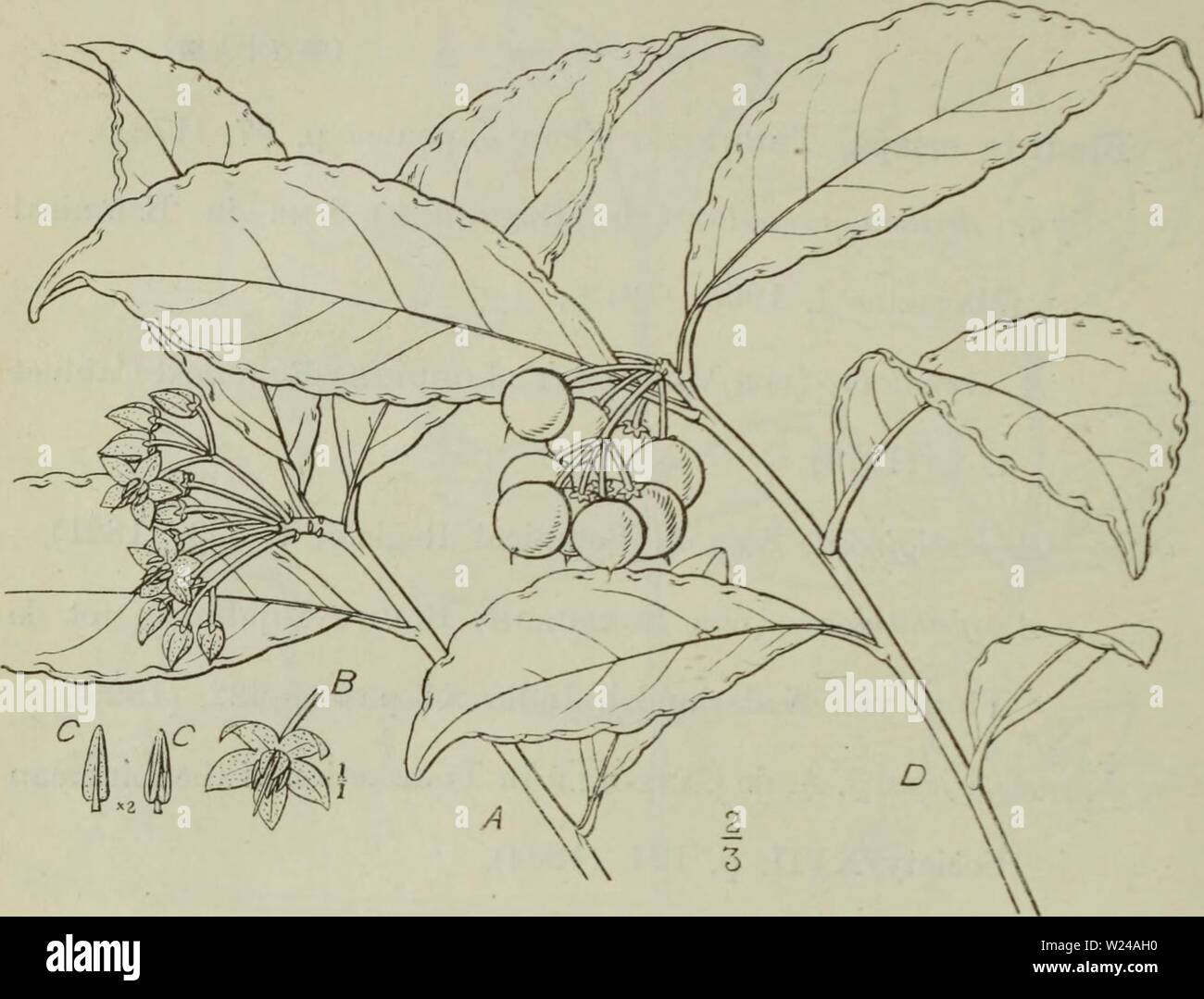 Ardisia Crispa Immagini E Fotos Stock Alamy