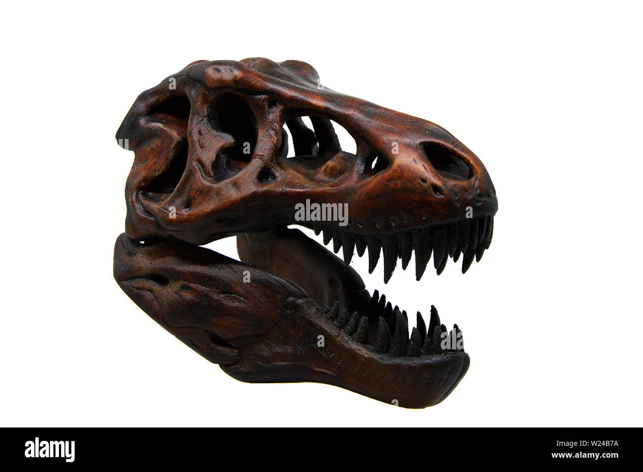 Tyrannosaurus rex cranio con bocca aperta Foto Stock