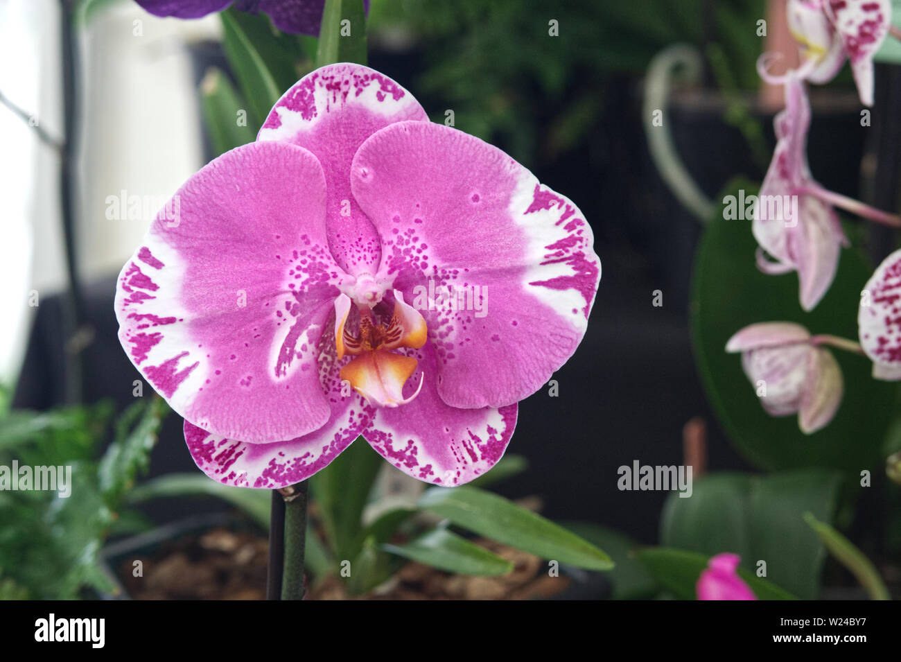Phalaenopsis, magic art, rara orchidea Foto Stock