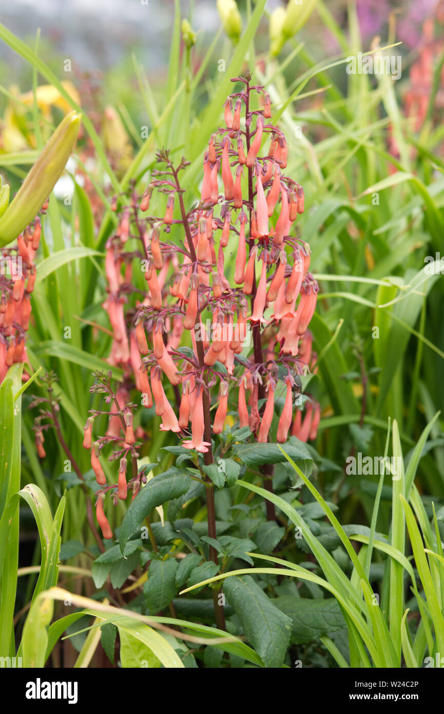 Phygelius aequalis, Coral Princess Foto Stock