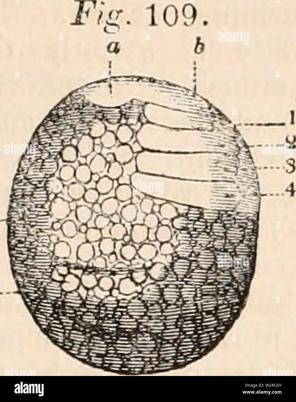 Immagine di archivio da pagina 228 della encyclopaedia - Wikizionario di anatomia e Foto Stock