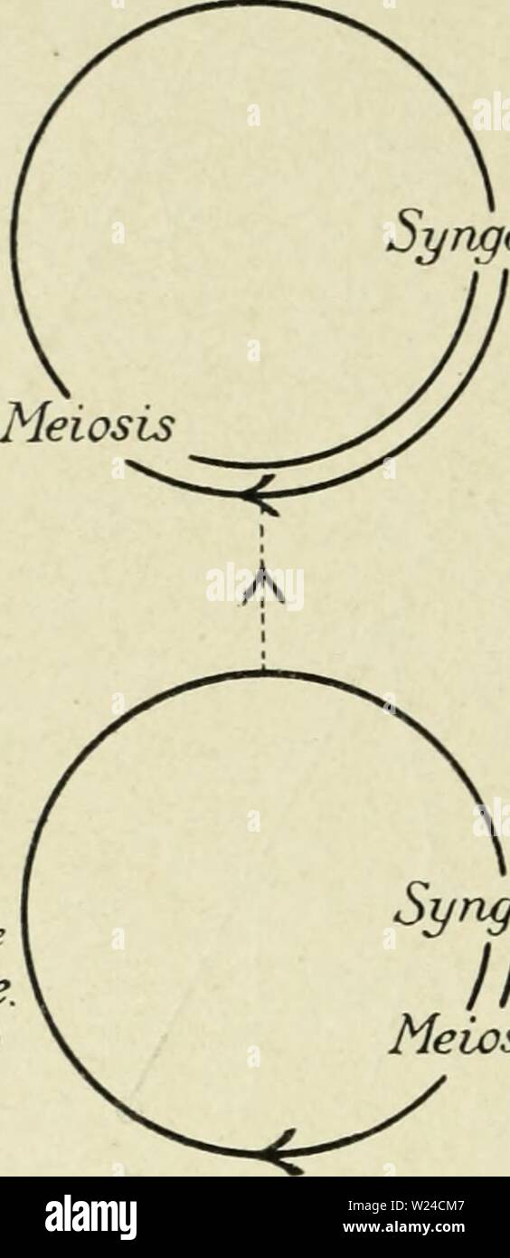 Immagine di archivio da pagina 229 di citologia, con speciale riferimento a. Citologia, con speciale riferimento al nucleo metazoan cytologywithspec00agar 0 Anno: 1920 singamia (30) Diplocgstis aggregato alcuni dei Rhodophyceae. (Nemalicnes) singamia (30) II meiosi singamia (30) Pteridophyla meiosi Foto Stock