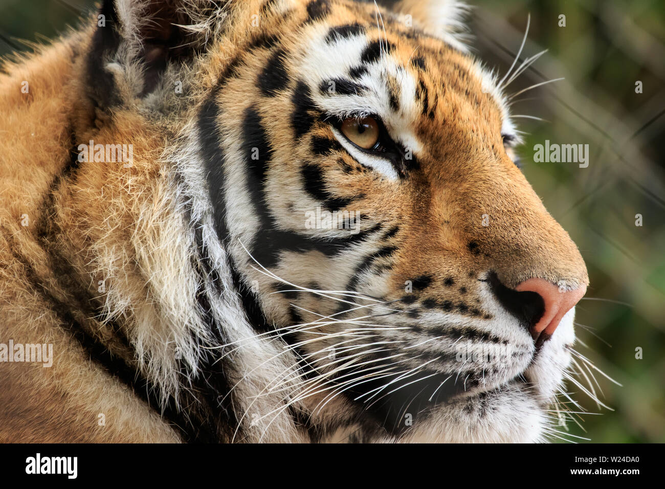 Tigre del Bengala (Panthera tigris tigris) headshot Foto Stock