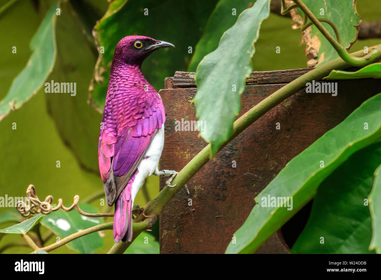 Violetta Backed Starling (Cinnyricinclus leucogaster) Foto Stock