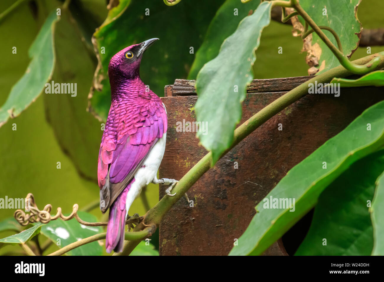 Violetta Backed Starling (Cinnyricinclus leucogaster) Foto Stock