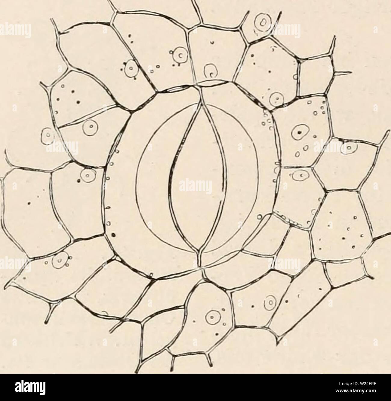 Immagine di archivio da pagina 235 di Das botanische praktikum, Anleitung zum Foto Stock