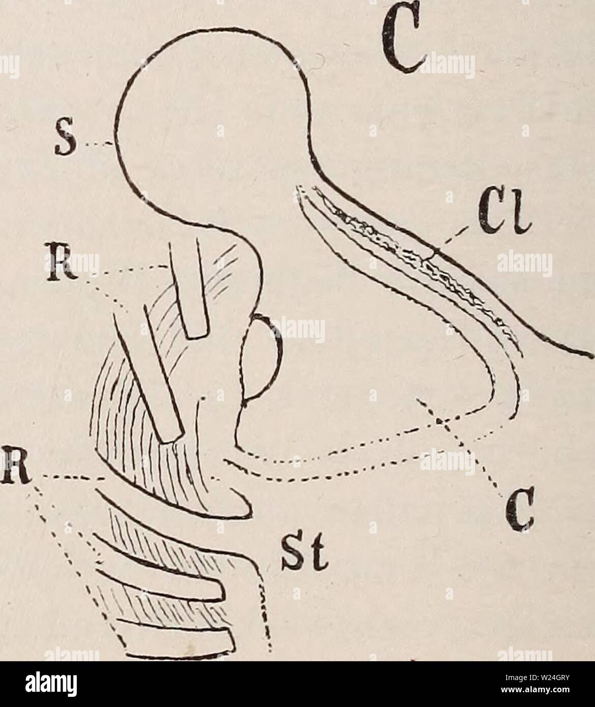 Immagine di archivio da pagina 241 di Das Gliedmassenskelet der Wirbelthiere, mit. Das Gliedmassenskelet der Wirbelthiere, mit besonderer Berücksichtigung des Schulter- und Beckengürtels bei Fischen, Amphibien und Reptilien dasgliedmassensk00wied Anno: 1892 Textfigur 36. Drei Abbildungen nach Götte, welche die Anlage der clavicola und des Episternums bei Cnemidophorus sp. versinnlichen. C stellt das jüngste, B das älteste Stadium dar. S scapola, Cl clavicola, C Coracoid (mehrfach durch- brochen), ps Episternum, St sterno in der Entstehung begriffen, Ji Rippen. Bildung (anche ähnlich wie bei primäre Foto Stock