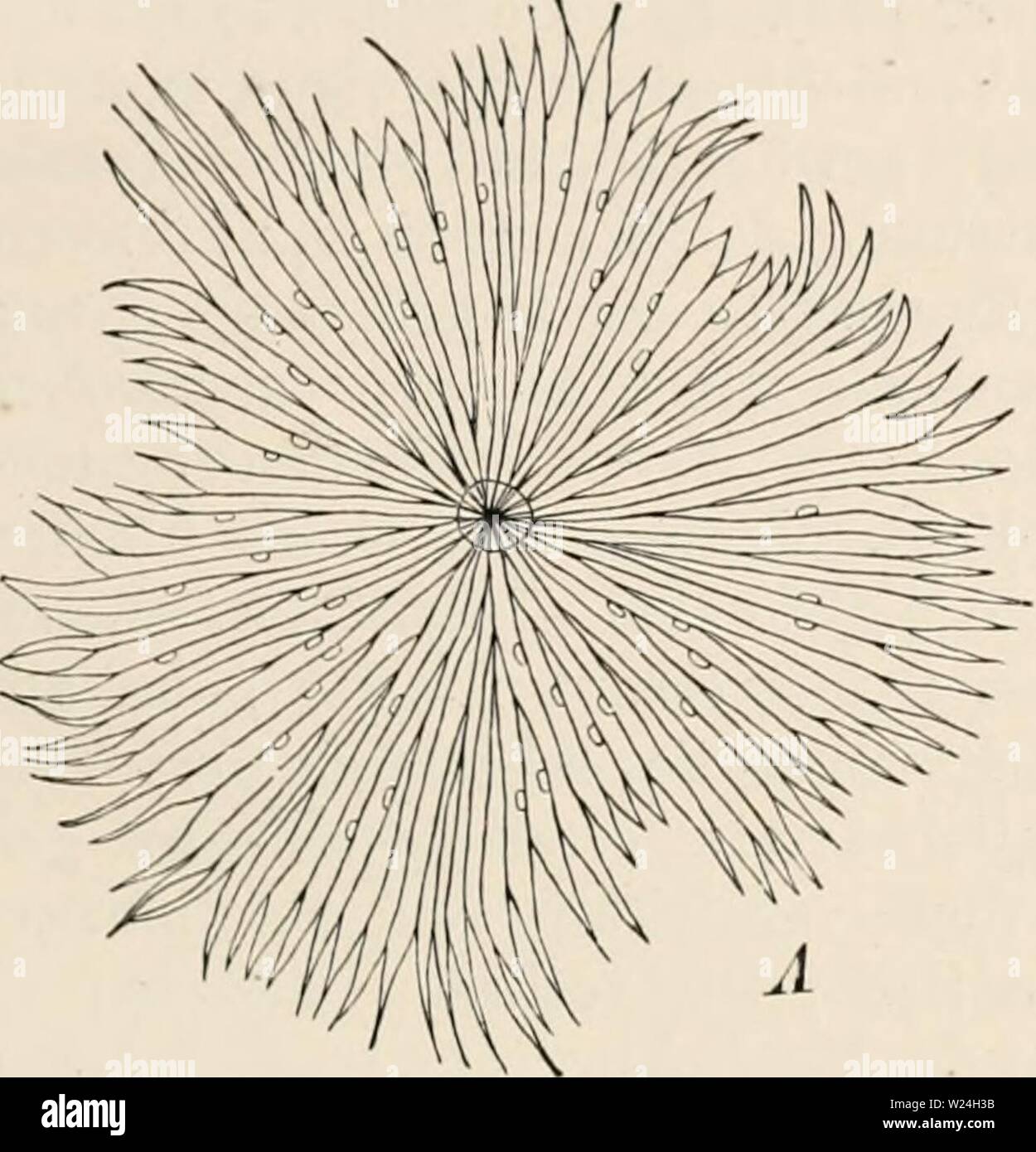 Immagine di archivio da pagina 242 di Das botanische praktikum, Anleitung zum Foto Stock