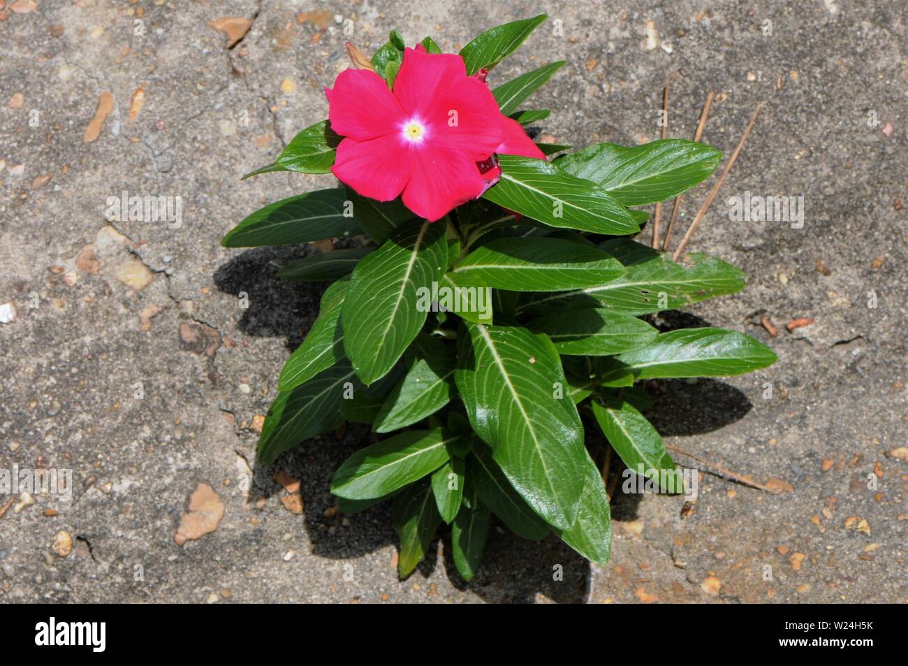 Red pervinca crescono fuori di una spaccatura su un cordolo in calcestruzzo. Foto Stock