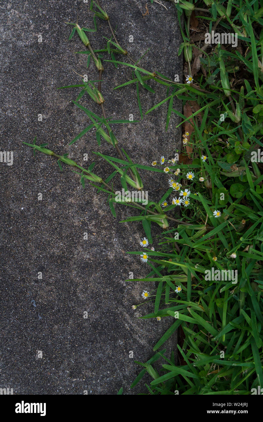 Piccoli fiori bianchi crescere in erba Nei pressi di un marciapiede Foto Stock