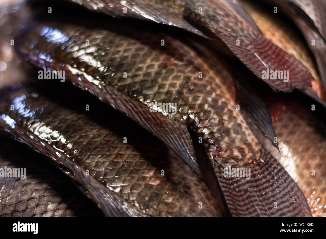 Pesce fresco nel mercato. Marine approccio alimentare di scale e la pelle del pesce dal mare. Foto Stock