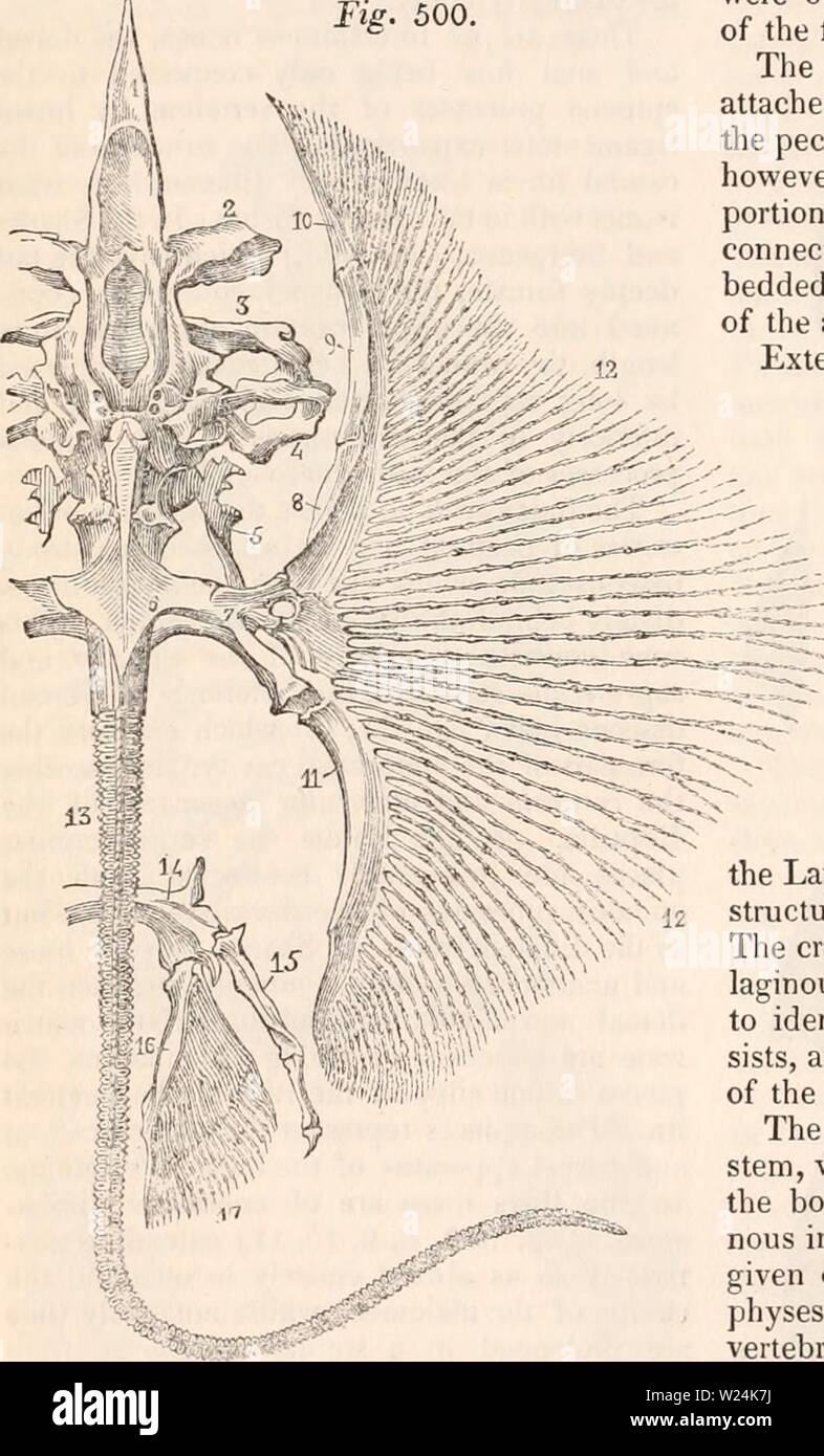 Immagine di archivio da pagina 1055 della encyclopaedia - Wikizionario di anatomia e. Il encyclopaedia - Wikizionario di anatomia e fisiologia cyclopdiaofana03todd Anno: 1847 500. Cartilagineo il cranio e la parte anteriore della colonna vertebrale degli storioni (Accipenser sturio). UN, cartilaginei asse della colonna vertebrale ; b, c, apophyses trasversale e nervature ; f,f, g, g', g', g', g", cartilaginei cranio; i, k, oculare e nasale cavità cranica ; m, n, peduncolo con cui la bocca è collegato con il cranio; 26, di osso di supporto della ganascia inferiore ; 18,22, cartilagini palatina; o,p,s, di cartilagini che rappresenta il mascellare superiore. erano solo un moiet Foto Stock