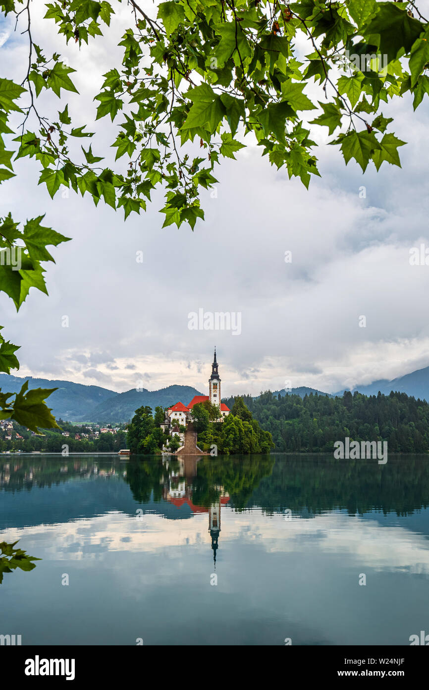Bled, Slovenia - Bella vista la mattina del lago di Bled (Blejsko jezero) con foglie verdi in primo piano e un pellegrinaggio alla chiesa dell Assunzione di M Foto Stock