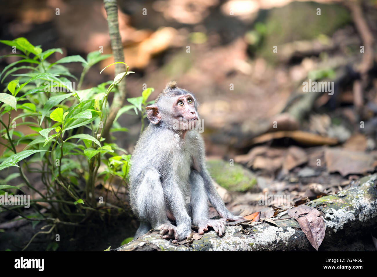 Wild scimmia a Ubud Bali, Indonesia sacro Monkey Forest Foto Stock