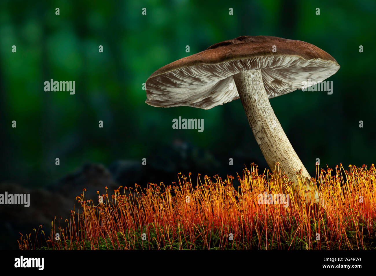 Fungo colorato sul registro di muschio in foresta Foto Stock