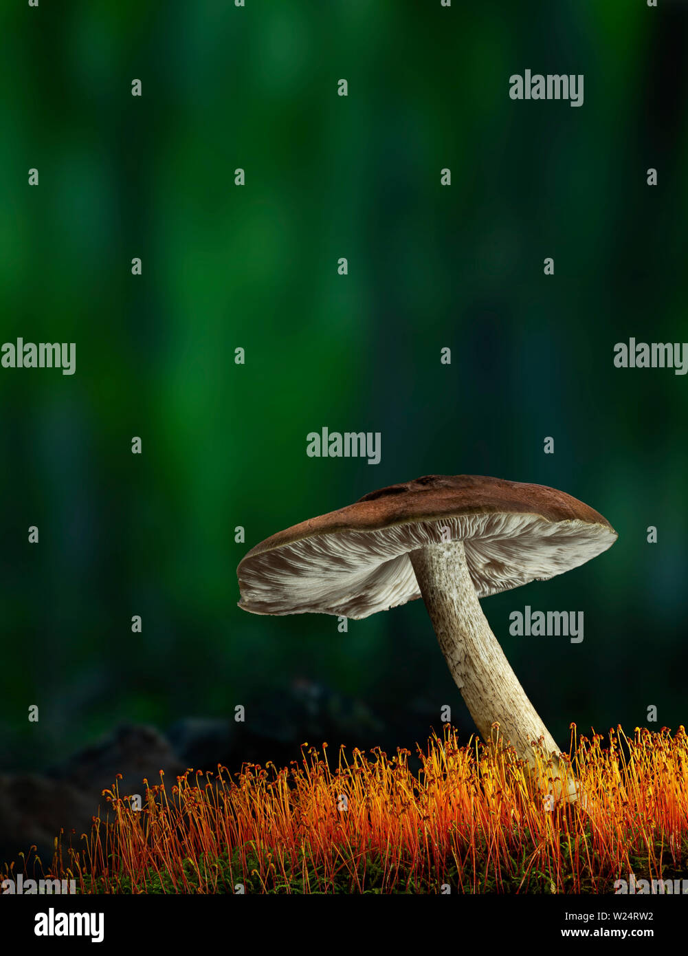 Fungo colorato sul registro di muschio in foresta Foto Stock