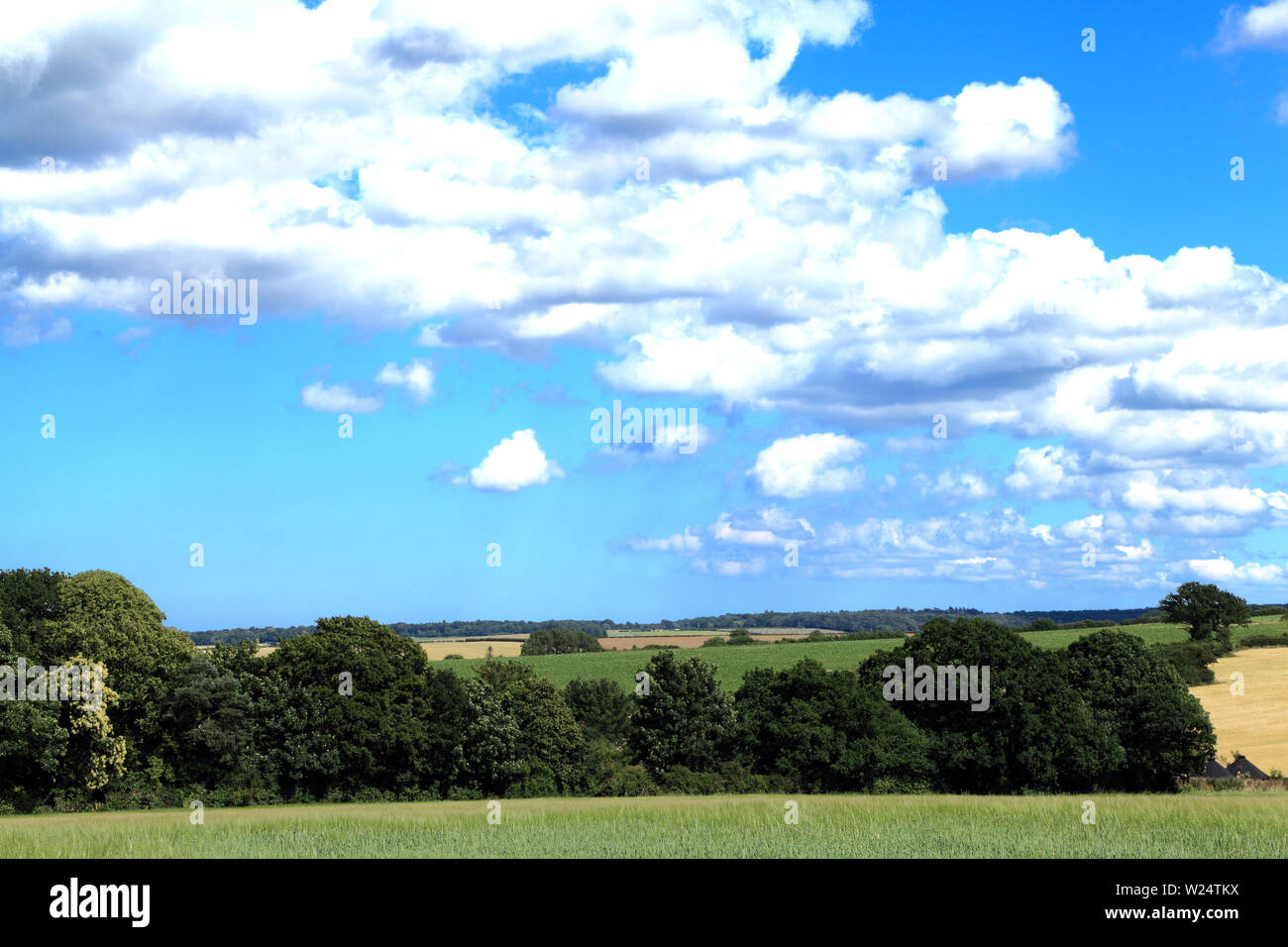 Il paesaggio agricolo, Norfolk, Inghilterra, i campi, i raccolti, bianco cumlus nuvole Foto Stock