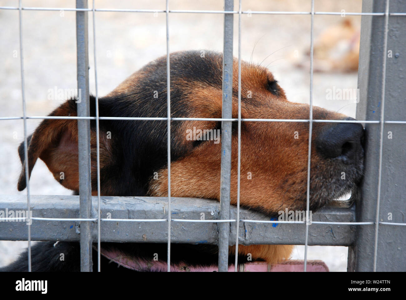 A pochi mesi di età cuccioli di cani con la loro madre nel canile appena svezzati e in attesa di approvazione Foto Stock