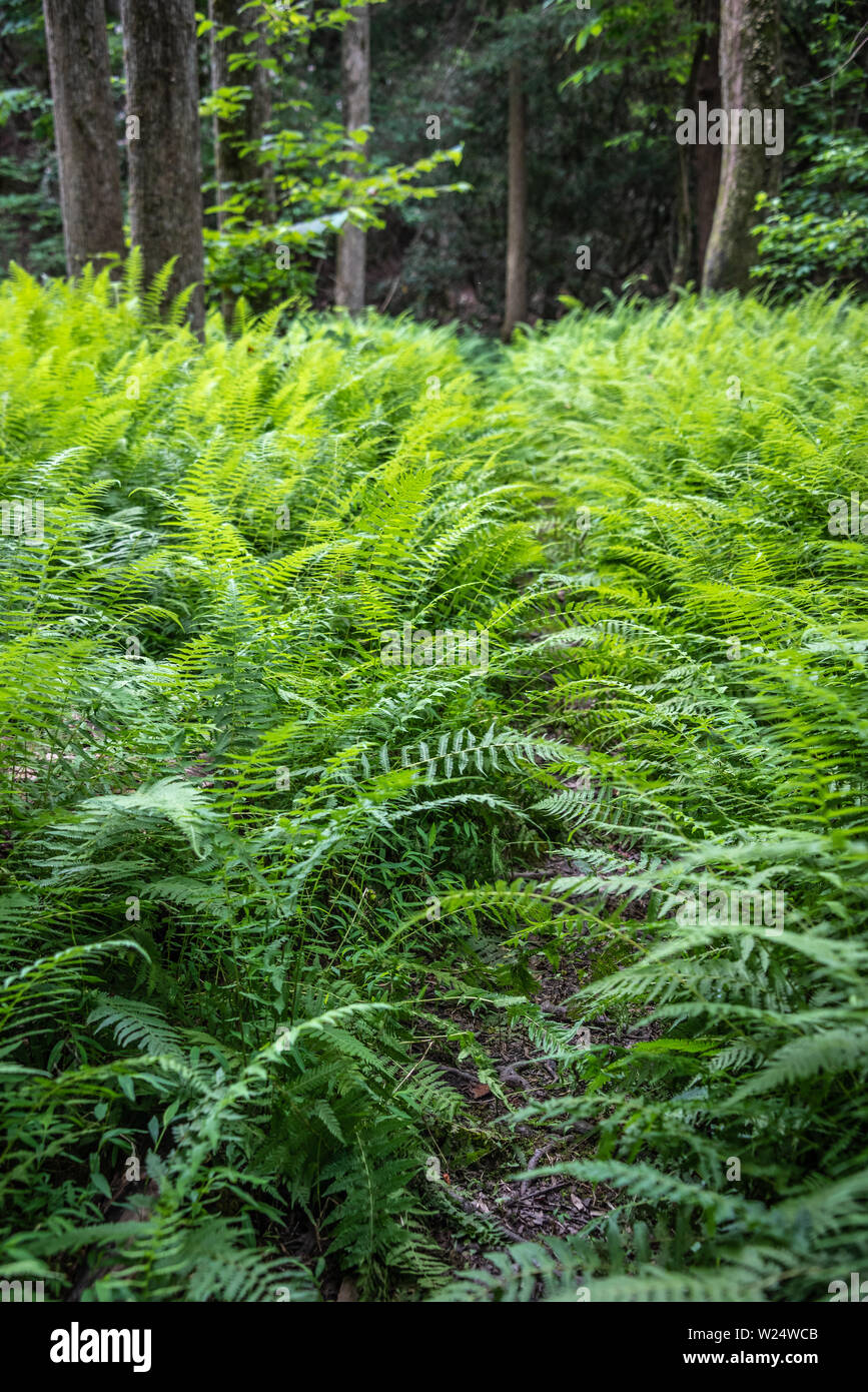 Un quasi nascosta percorso attraverso le felci e la foresta a Smithgall boschi del Parco statale in Chattahoochee National Forest a Helen, Georgia. (USA) Foto Stock