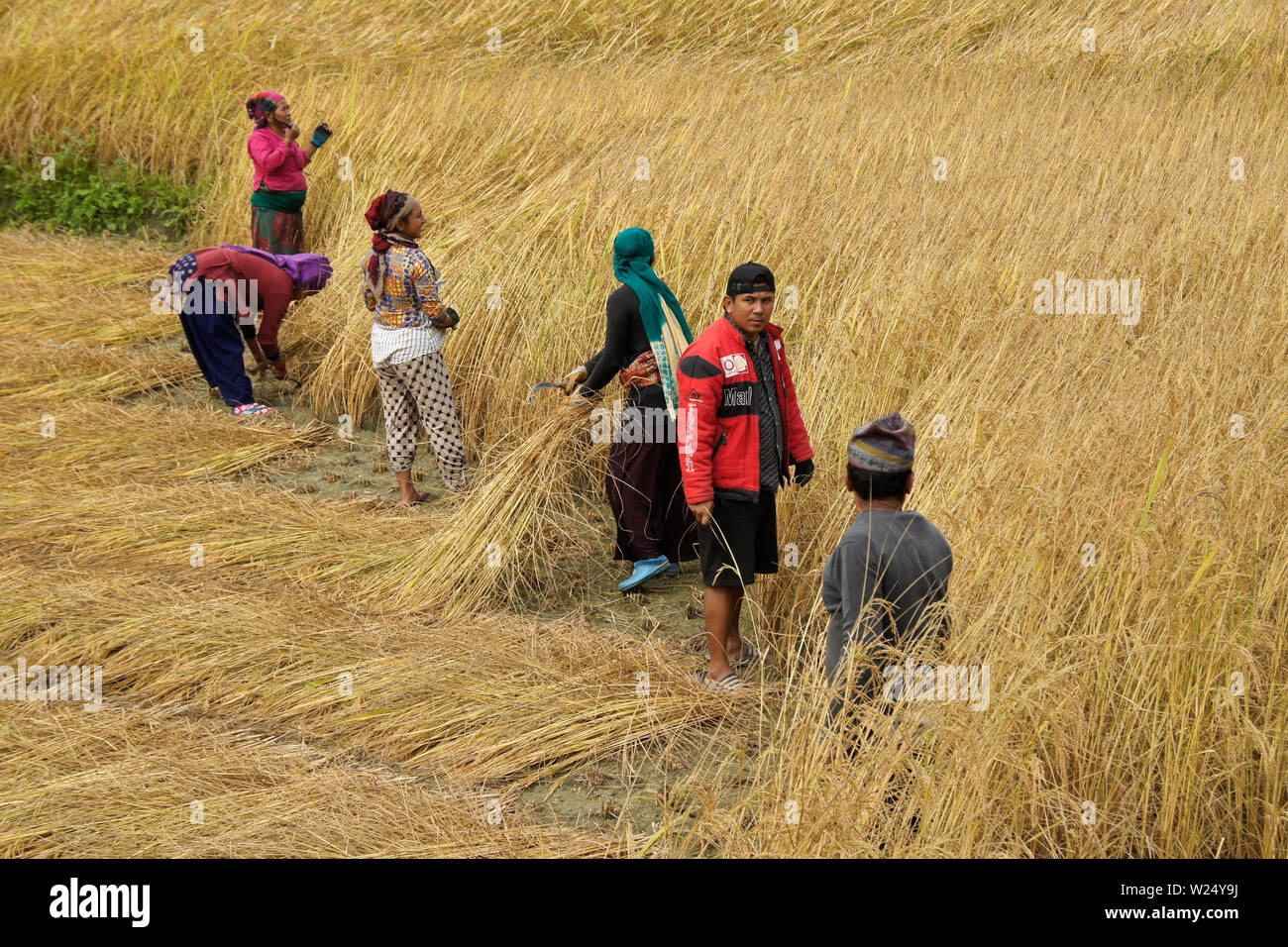 Gli agricoltori la mietitura del riso nelle zone rurali del Nepal Foto Stock