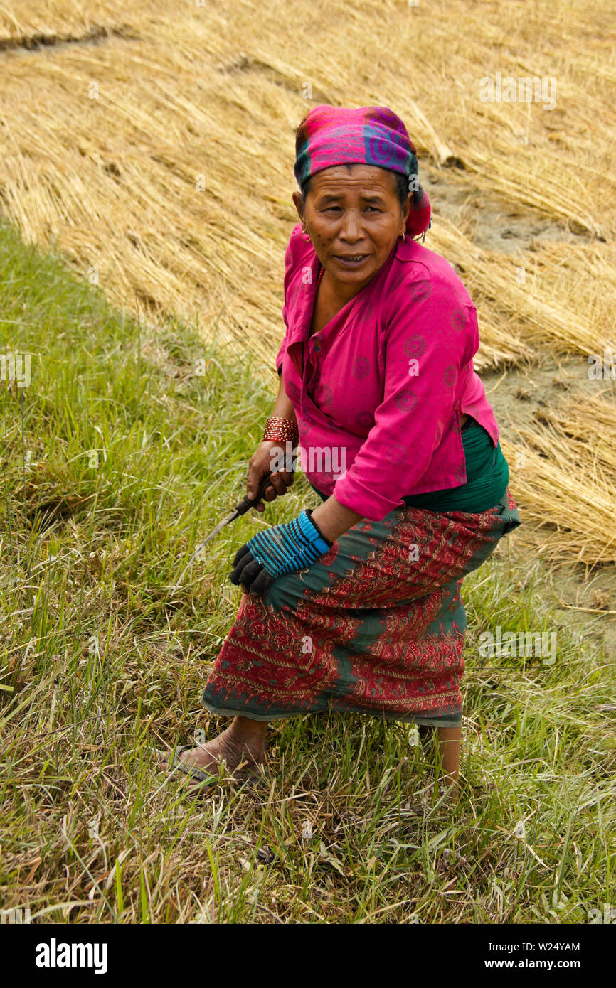 Donna in variopinti costumi tradizionali la mietitura del riso nelle zone rurali del Nepal Foto Stock