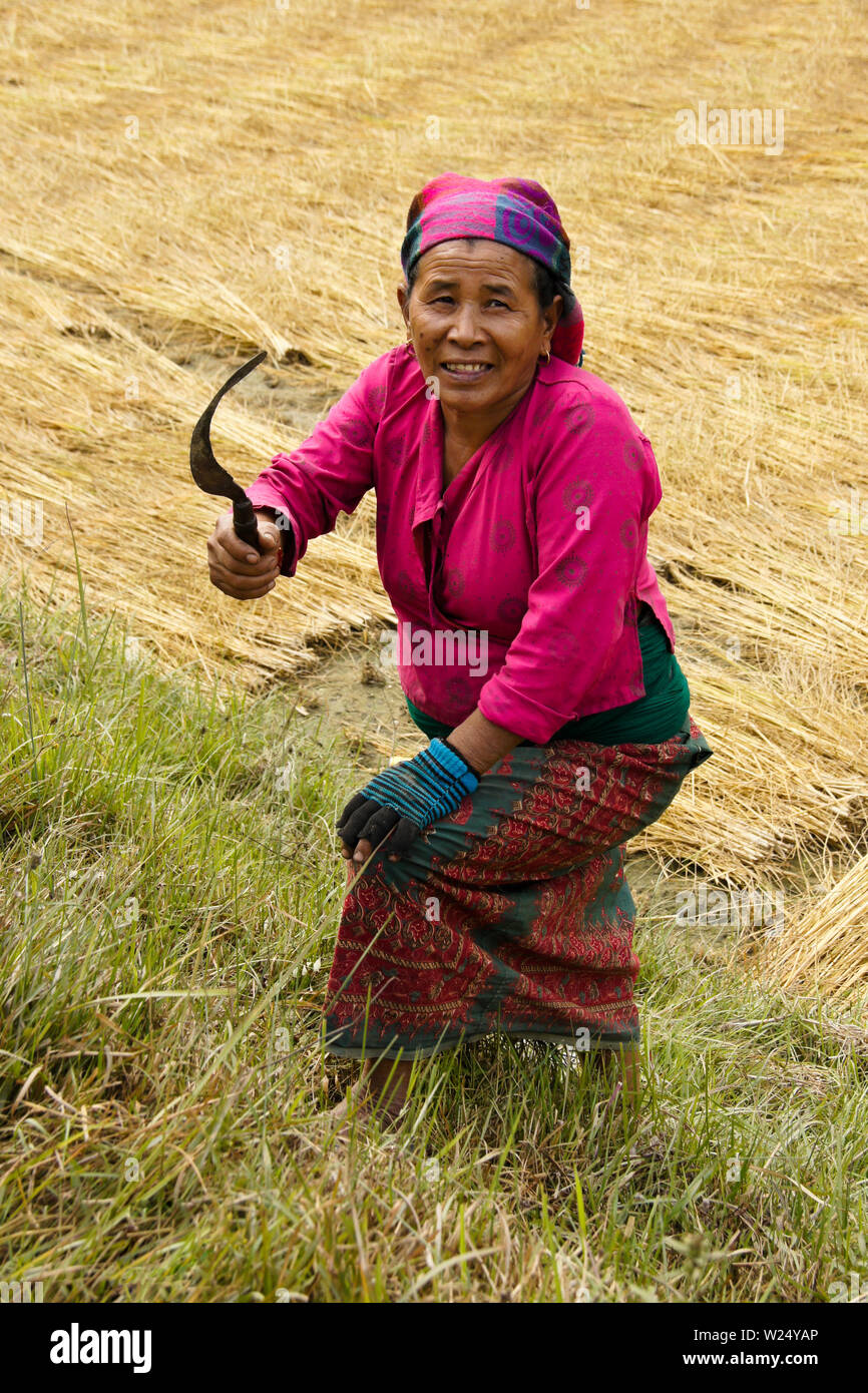 Donna in variopinti costumi tradizionali la mietitura del riso nelle zone rurali del Nepal Foto Stock