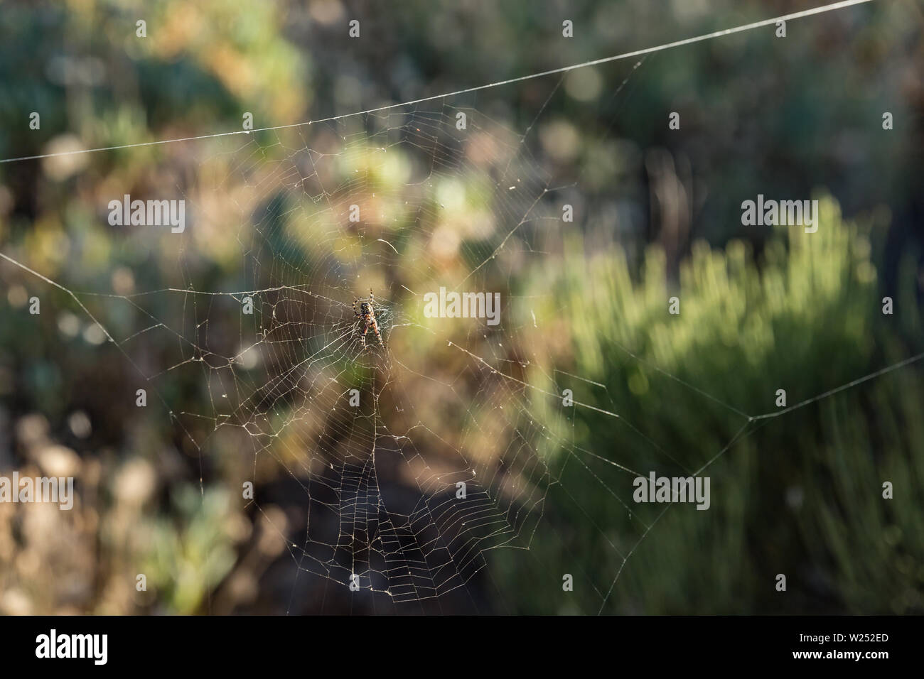 Argiope trifasciata spider nascosto nel centro del suo web montagne. Close up, offuscata leafs, Piante e rocce laviche in background. Tenerife, Canarie Foto Stock