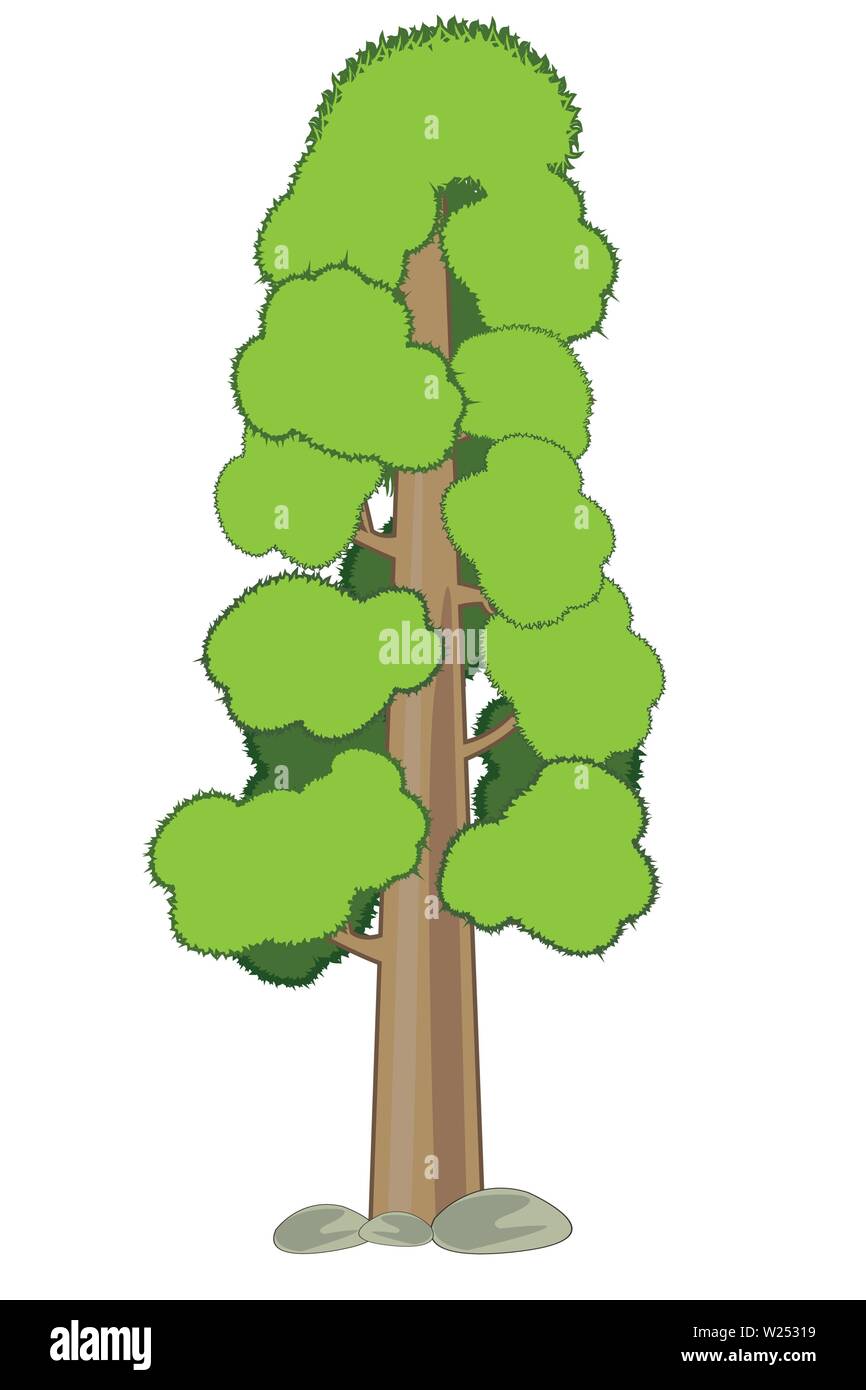 Illustrazione Vettoriale più alta e reso qualcuno guardare il grasso albero dell'america sequoia Illustrazione Vettoriale