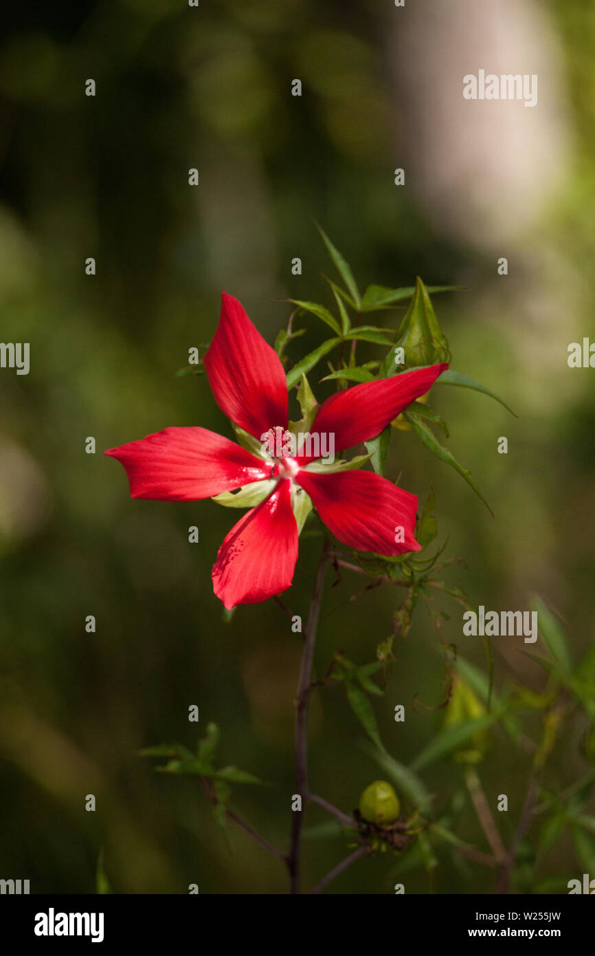 Red swamp hibiscus hibiscus coccineus cresce nella palude cavatappi in Naples, Florida Foto Stock