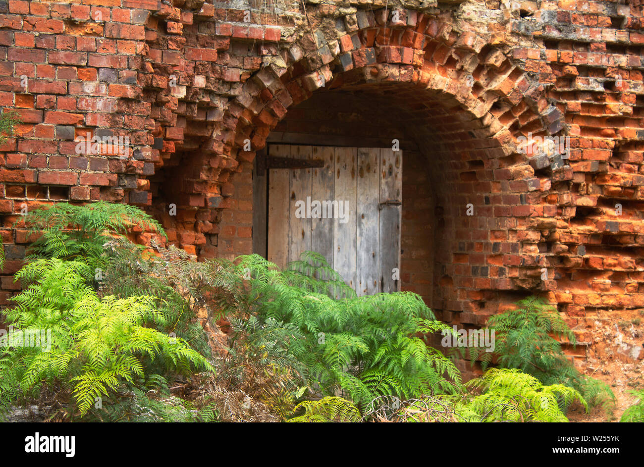 Mattoni antichi allineati lungo le pareti di un forno di mattoni su Maria Island, Tasmania, con bracken felci di fronte parzialmente aperta della porta di legno Foto Stock