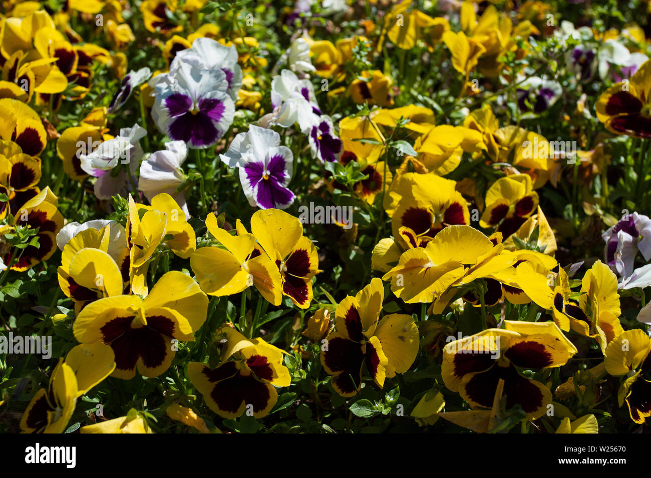 Fioritura viola-giallo pansies nel giardino come uno sfondo floreale in una giornata di sole. Messa a fuoco selettiva su un fiore. Foto Stock